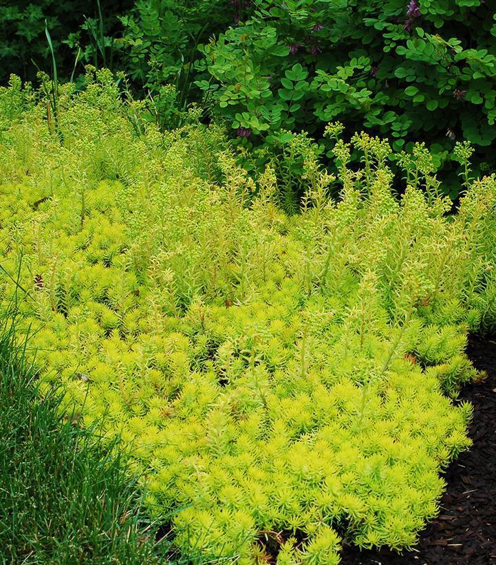 1G Sedum rupestre 'Prima Angelina' Prima Angelina Stonecrop: Patent PP32,414 1013239