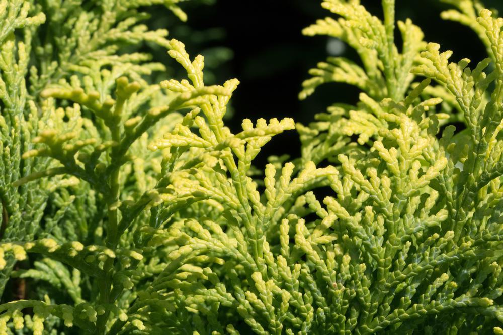 2G Chamaecyparis obtusa 'Fernspray Gold' Fernspray Gold False Cypress 1001328