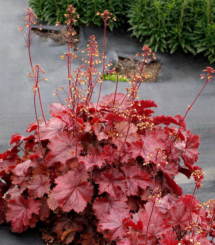 8" Heuchera Northern Exposure™ Red ('TNHEUNER') Northern Exposure™ Red Coral Bells: Patent PP29,420 1011825