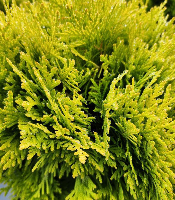 2G Thuja occidentalis Anna's Magic Ball® ('Anna Van Vloten') Annas Magic Ball® Arborvitae: Patent PP25868 1005991