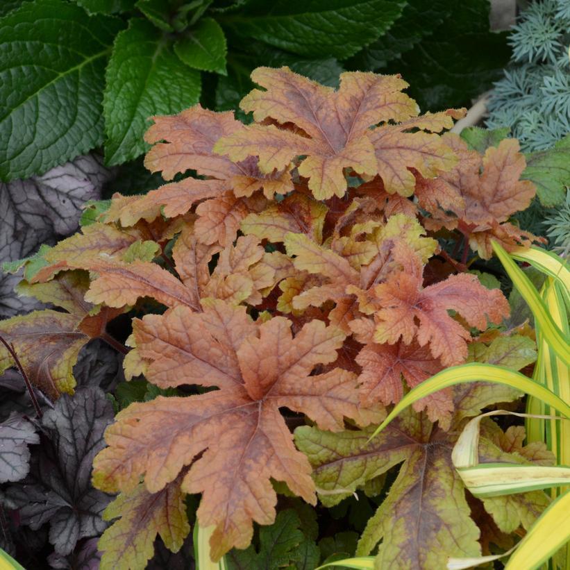 1G Heucherella hybrid Fun and Games® 'Hopscotch' Hopscotch Foamy Bells: Patent PPAF 1008856 PC