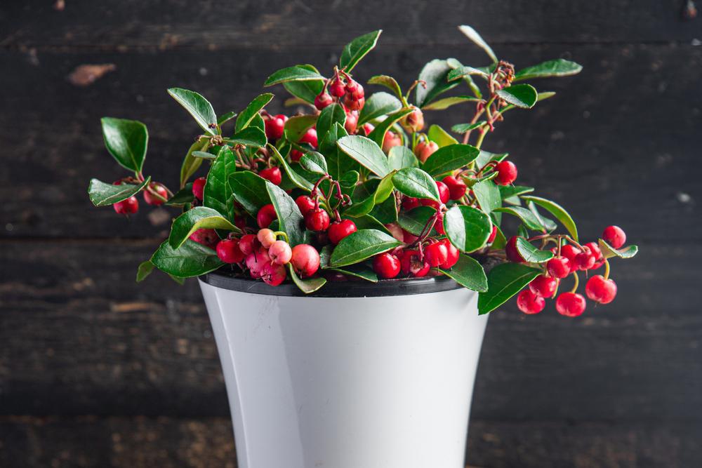 4"  Gaultheria procumbens Christmas Wintergreen (American Wintergreen) 1004871