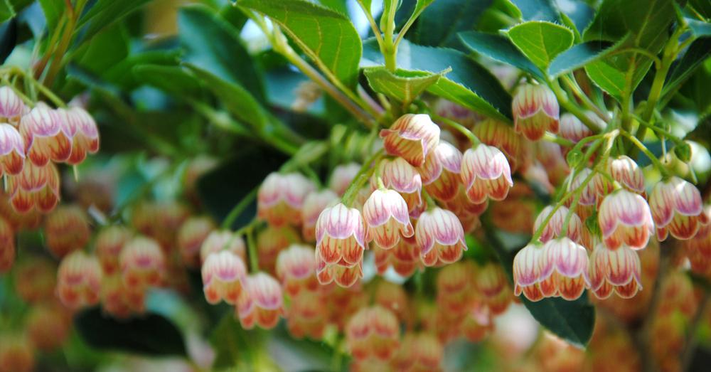 3G Enkianthus campanulatus Redvein Enkianthus Common Name‎: ‎furin-tsutsuji