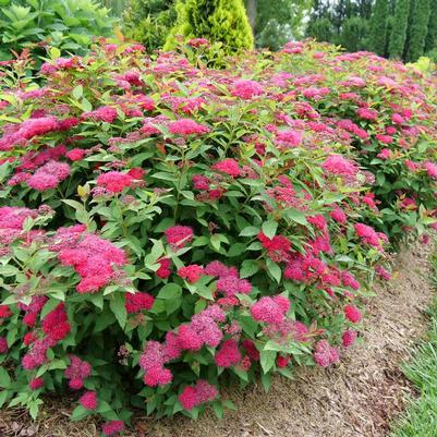 3G Spiraea jap. 'Double Play Doozie' Double Play Doozie® Spirea: Patent PPAF (Pink Bloom) 1009998