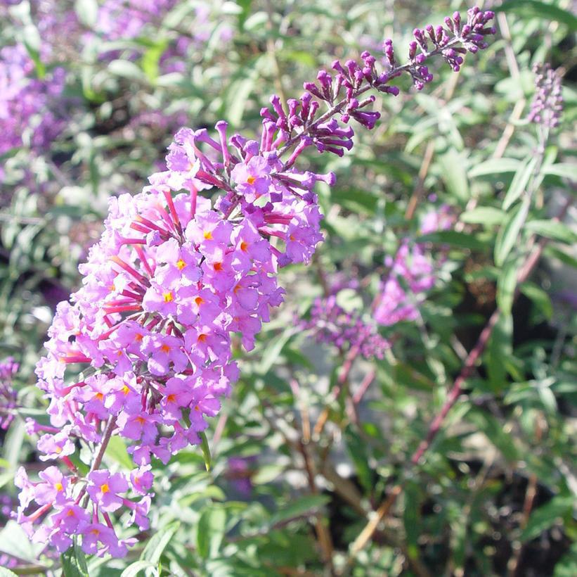 3G Buddleia davidii 'Nanho Blue' Nanho Blue Butterfly Bush 1000990