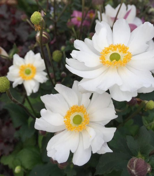 1G Anemone x Anemone Fantasy™ 'Snow Angel' Snow Angel Windflower: Patent PPAF 1012280