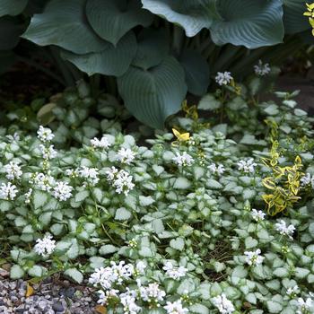 1G Lamium maculatum 'White Nancy' White Nancy Deadnettle 1000930