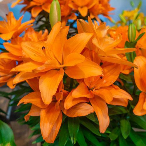 1G Lilium asiaticum 'Tiny Double Dutch' Tiny Double Dutch Asiatic Lily (ORANGE) 1020198