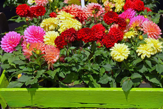 6.5" Dahlia