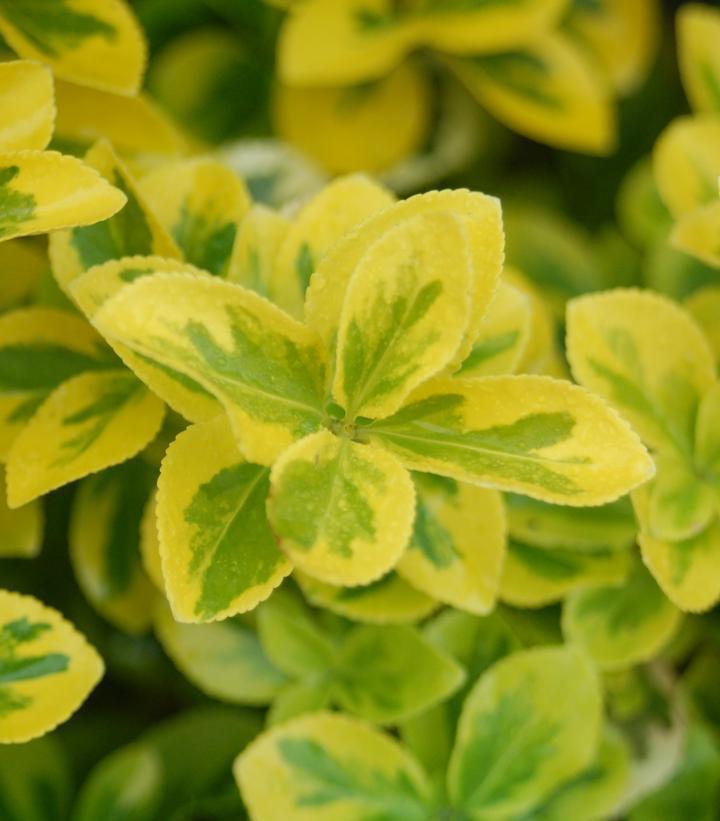 3G Euonymus Fortunei 'Gold Splash' ('Roemertwo') Gold Splash® Euonymus 1004009