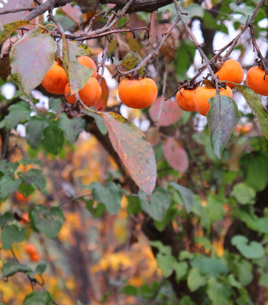 3G DIOSPYROS VIRGINIANA MEADER PERSIMMON Tree 1011841