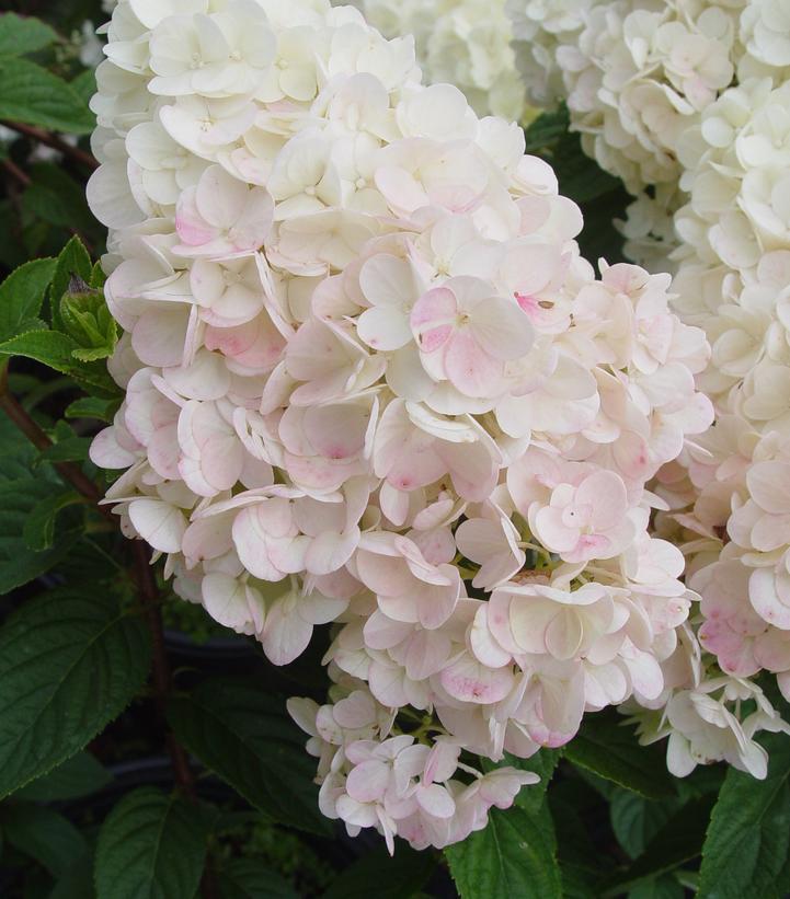 5G Hydrangea pan. 'Strawberry Sundae' ('Rensun') Strawberrry Sundae® Hydrangea: Patent PP25438 1007939