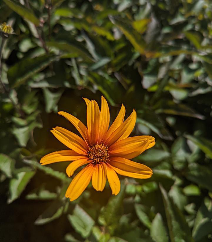 2G Heliopsis helianthoides var. scabra 'Burning Hearts' Burning Hearts Smooth Ox-eye 1011688