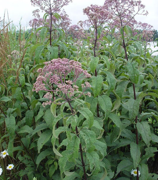 2G Eupatorium maculatum 'Gateway' Gateway Joe Pye Weed 1000587