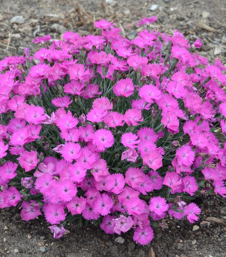 1G Dianthus hybrid 'Paint the Town Fuchsia' Paint the Town Fuchsia Pinks: Patent PPAF 1008831