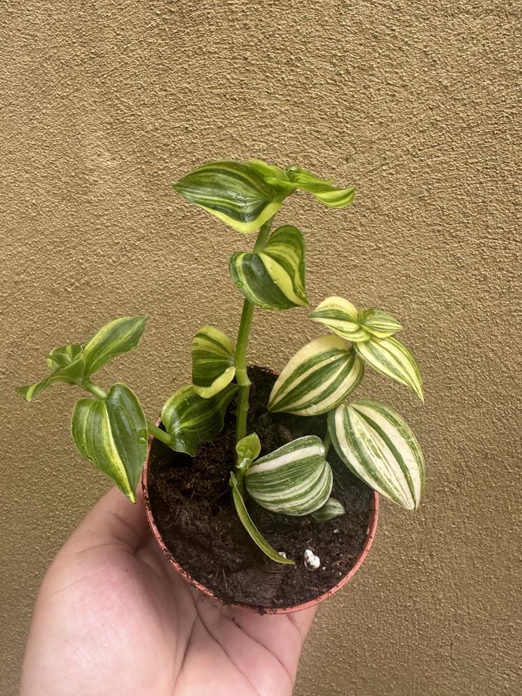 6" HB Tradescantia Yellow