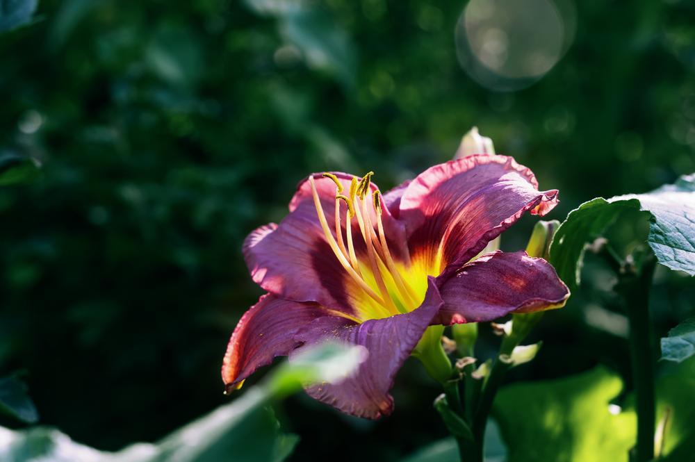 1G Hemerocallis 'Daring Deception' Daring Deception Daylily 1005056