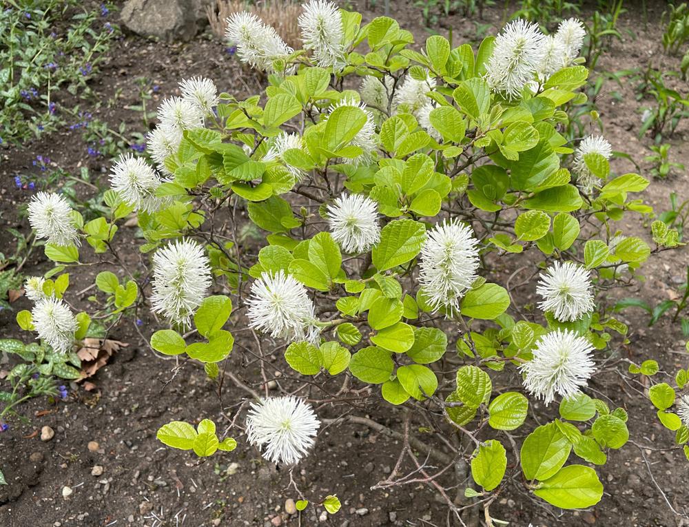 Fothergilla major Large Fothergilla (Mountain Witchalder) #2