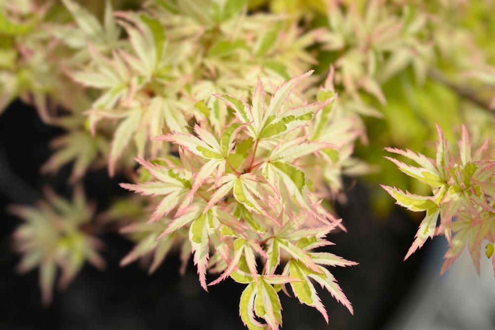 10G Acer Palmatum 'Butterfly' Butterfly Japanese Maple