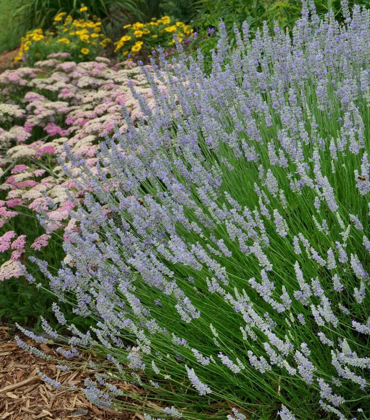 2G Lavandula X intermedia 'Provence' Provence Lavender 1002548