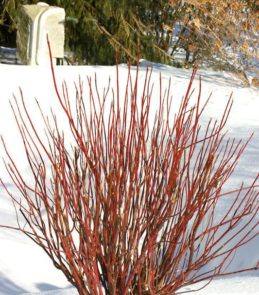 8" Cornus stolonifera 'Arctic Fire' ('Farrow') Artic Fire® Dogwood: Patent PP18523 1014152