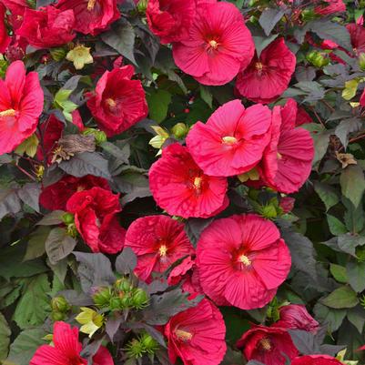 3G Hibiscus 'Mars Madness' Mars Madness Rose Mallow: Patent PP27,838 1011959