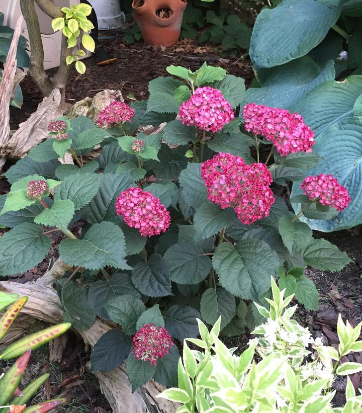 3G Hydrangea arborescens 'Invincibelle Ruby' ('NCHA3') Invincibelle® Ruby Smooth hydrangea: Patent PPAF1009233