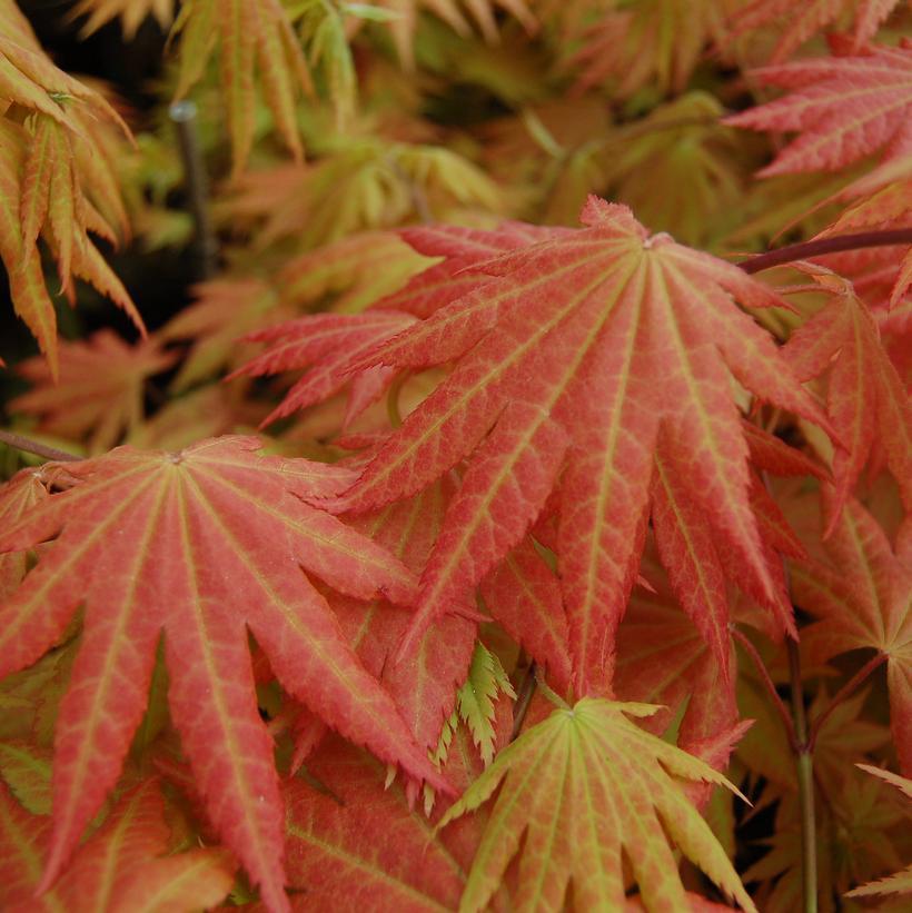 5G ACER SHIRASAWANUM `AUTUMN MOON` Japanese Maple 1004456