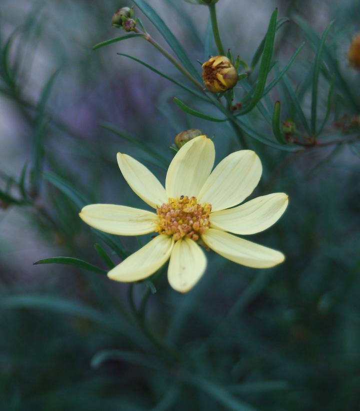 1G Coreopsis verticillata 'Moonbeam' Moonbeam Threadleaf Tickseed