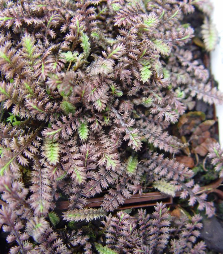 3'' Leptinella 'Platts Black' Platts Black Leptinella  (Brass Buttons)  1002594