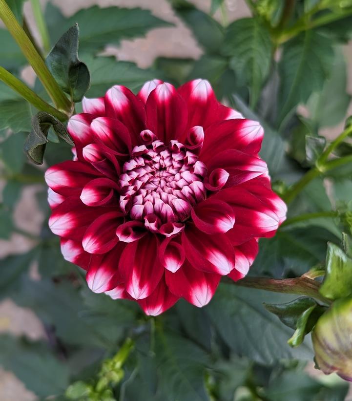 12" Dahlia 'Checkers' Checkers Dahlia (RED/WHITE) 1014603