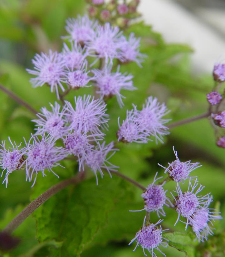 2G Eupatorium coelestinum Hardy Ageratum (Mistflower, Hardy Ageratum) 1003660