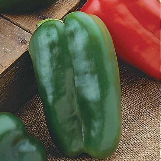 1G Pepper 'Big Bertha' - Sweet - 1007708