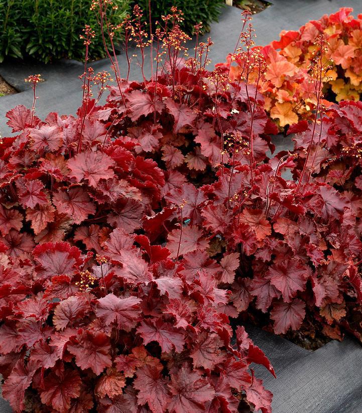 8" Heuchera Northern Exposure™ Red ('TNHEUNER') Northern Exposure™ Red Coral Bells: Patent PP29,420 1011825