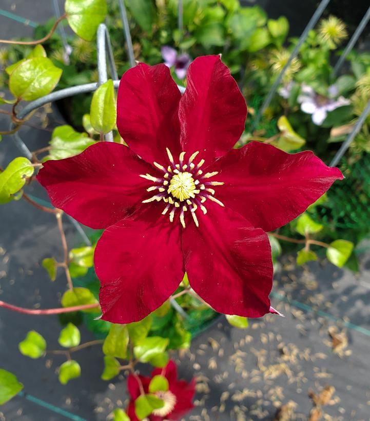 8" Clematis 'Charmaine' Charmaine Vine 1012209