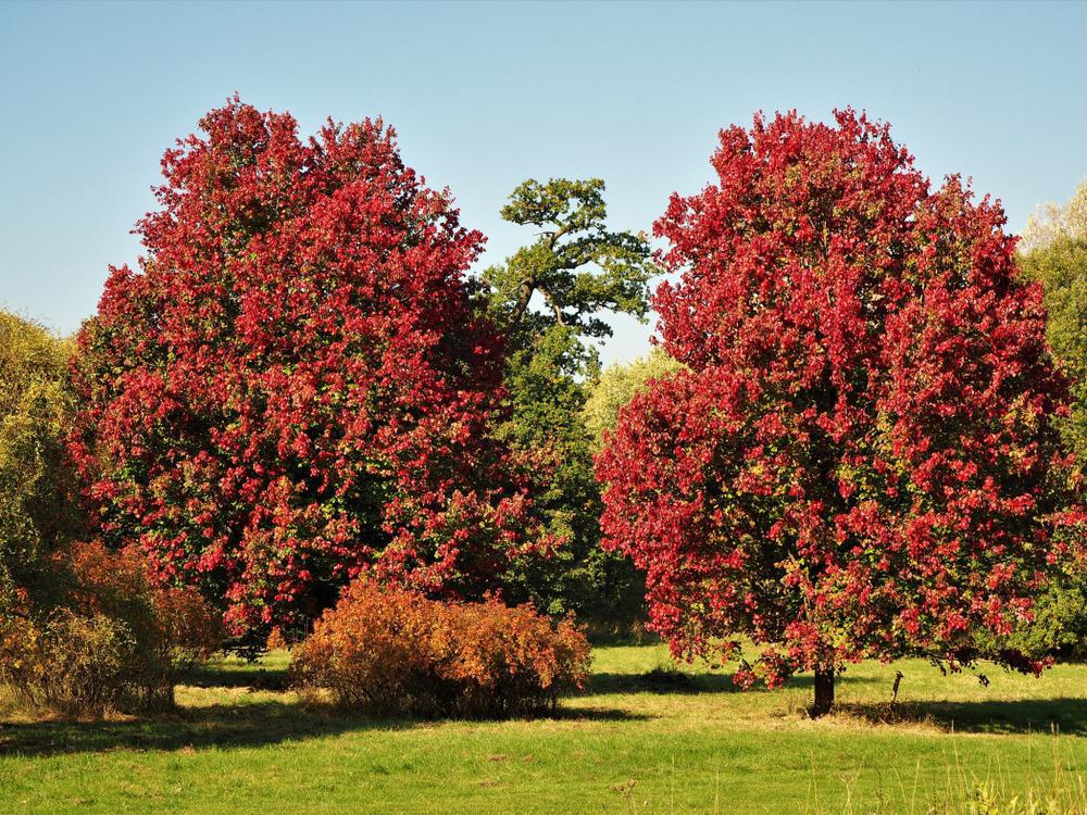 3G ACER RUBRUM `OCTOBER  GLORY` October Glory Red Maple: Patent PP2,116 1014810