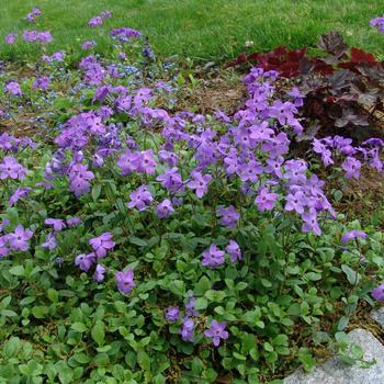 1G Phlox stolonifera 'Sherwood Purple' Sherwood Purple Creeping Phlox 1004036