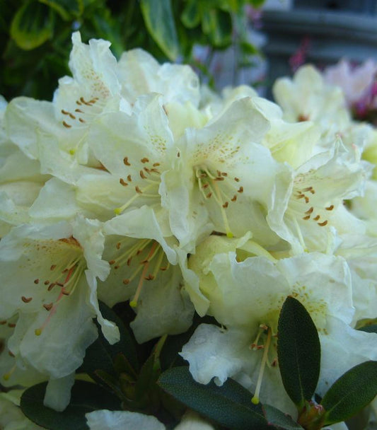 3G Rhododendron 'Towhead' Towhead Rhododendron