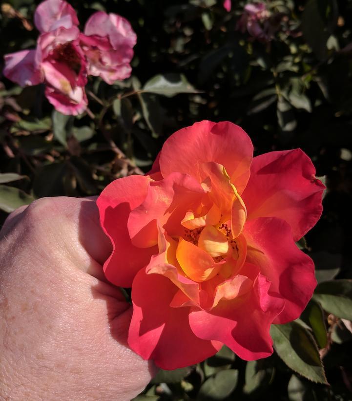 2G Rosa 'Sunset Horizon' Sunset Horizon Rose 1014570