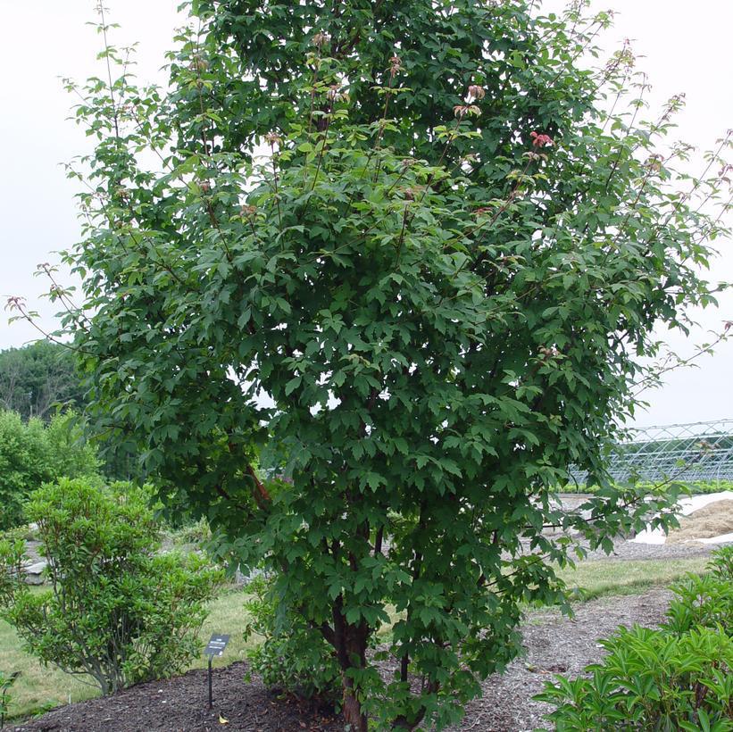 Acer Griseum Paper Bark Maple #7