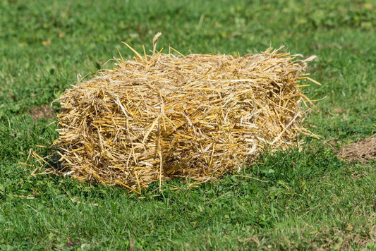 Golden Straw Mini Bale