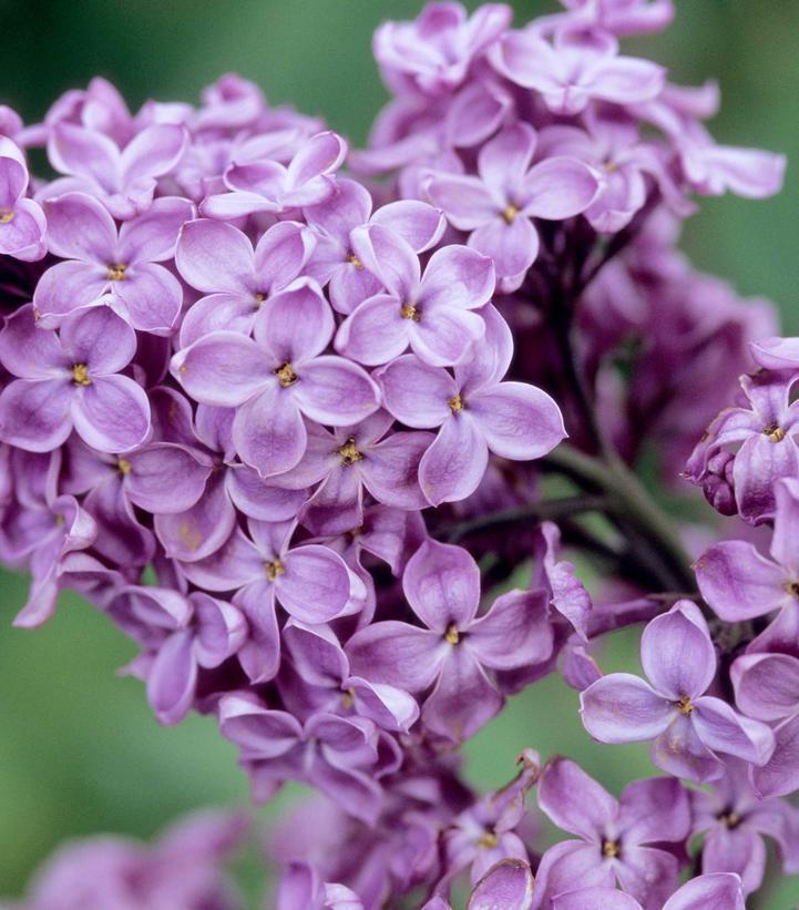 5G Syringa X hyacinthiflora 'Declaration' Declaration Lilac 1005647