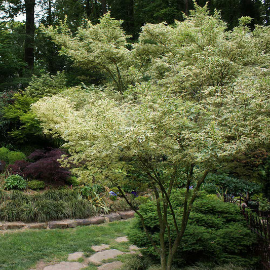 3G Acer Palmatum 'Butterfly' Butterfly Japanese Maple 1003422