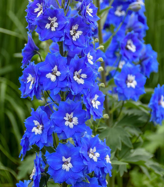 2G Delphinium 'Cobalt Dreams' Cobalt Dreams Larkspur 1012818