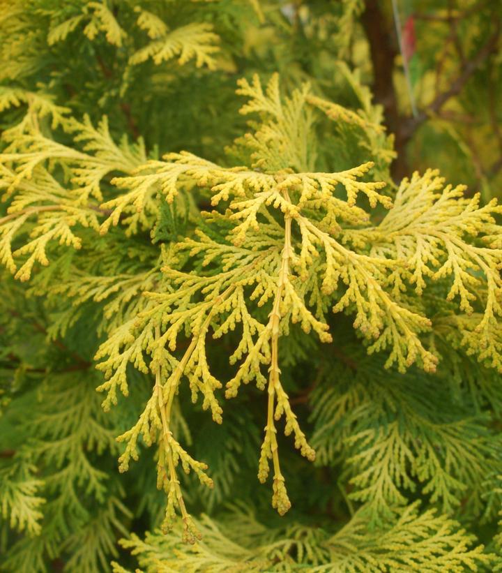 10G CRIPPSII CHAMAECYPARIS OBTUSA False Cypress Cripps Golden Hinoki Cypress