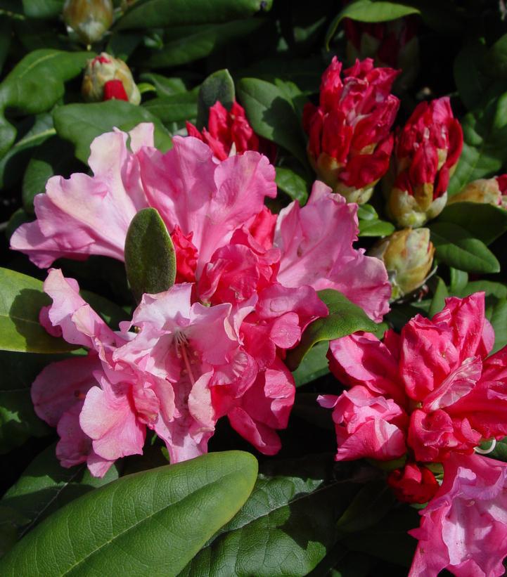 2G RHODODENDRON YAK. Prince Yaku Prince Rhododendron 1000251