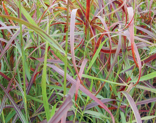 2G Panicum virgatum 'Ruby Ribbons' ('RR1') Ruby Ribbons™ Switch Grass: Patent PP17,944 1003401