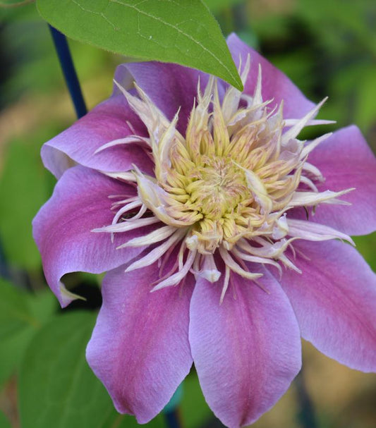 1G Clematis 'Josephine' Josephine™ Clematis  1008054 (Pink)