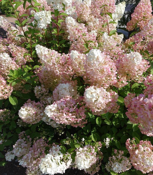 5G Hydrangea pan. 'Strawberry Sundae' ('Rensun') Strawberrry Sundae® Hydrangea: Patent PP25438 1007939