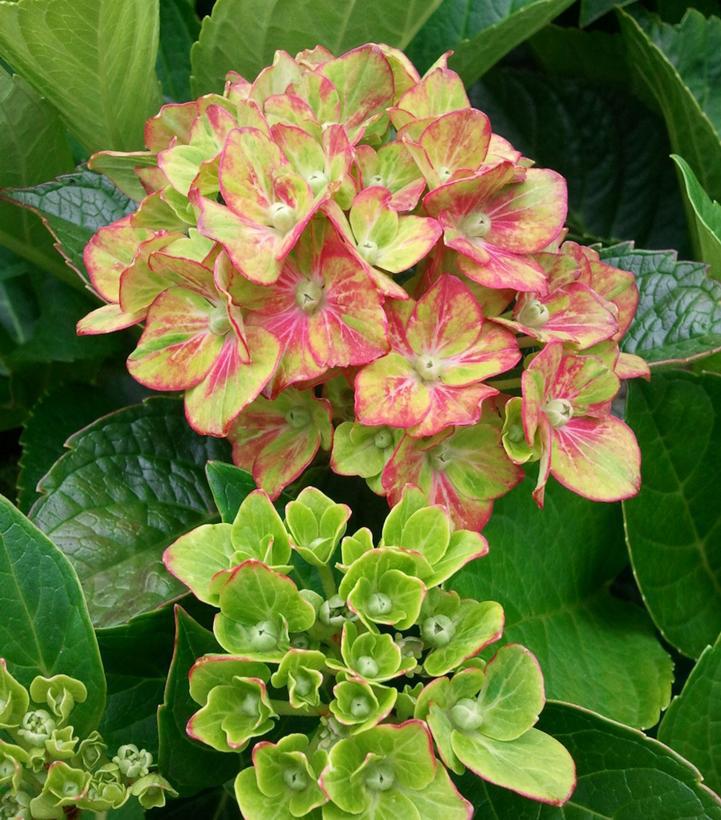 3G Hydrangea mac. 'Next Generation Pistachio' ('Horwack') Pistachio Hydrangea: Patent PP25,577 1012208